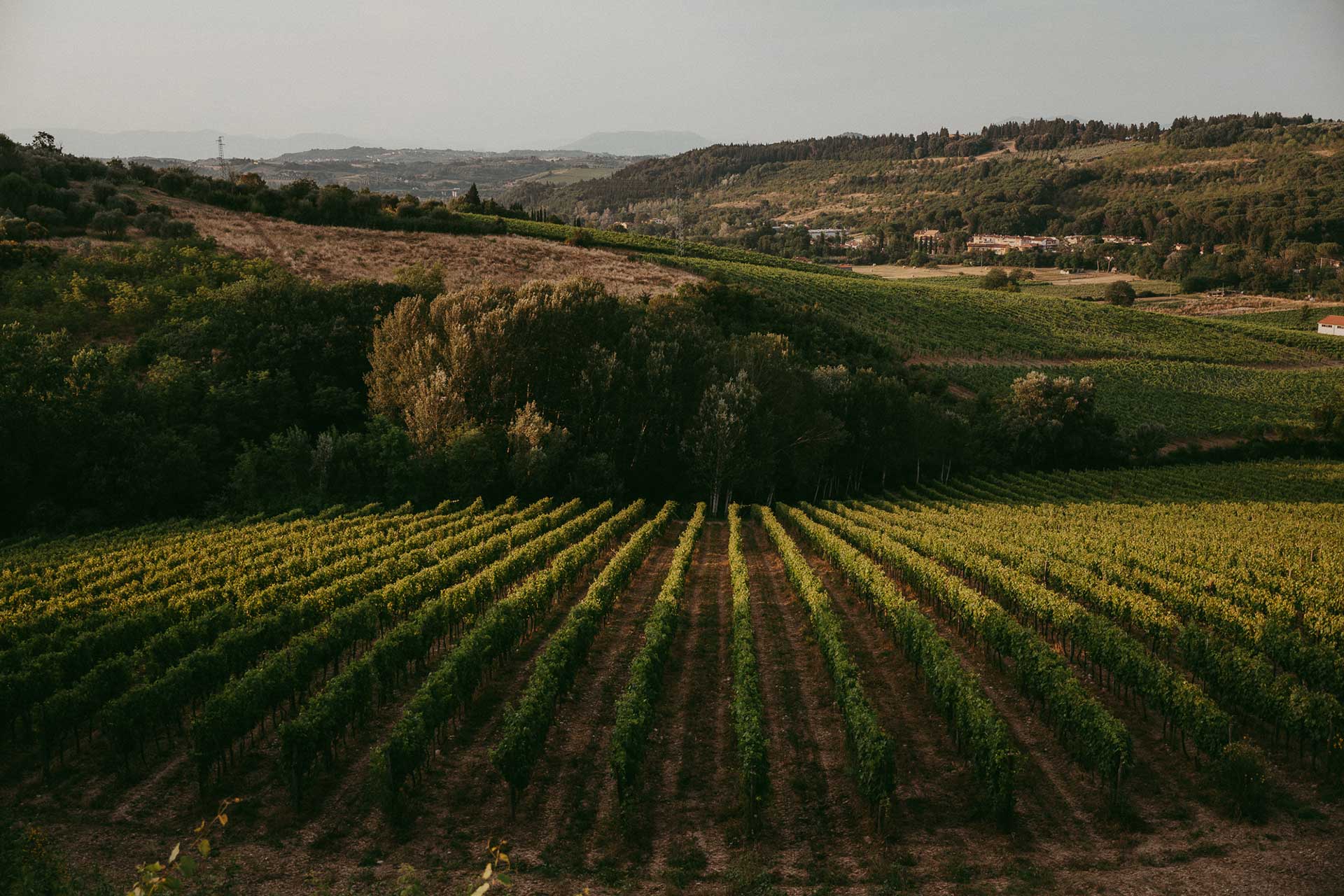 Azienda Agricola Produzione Vino e Olio - Fattoria Bonsalto
