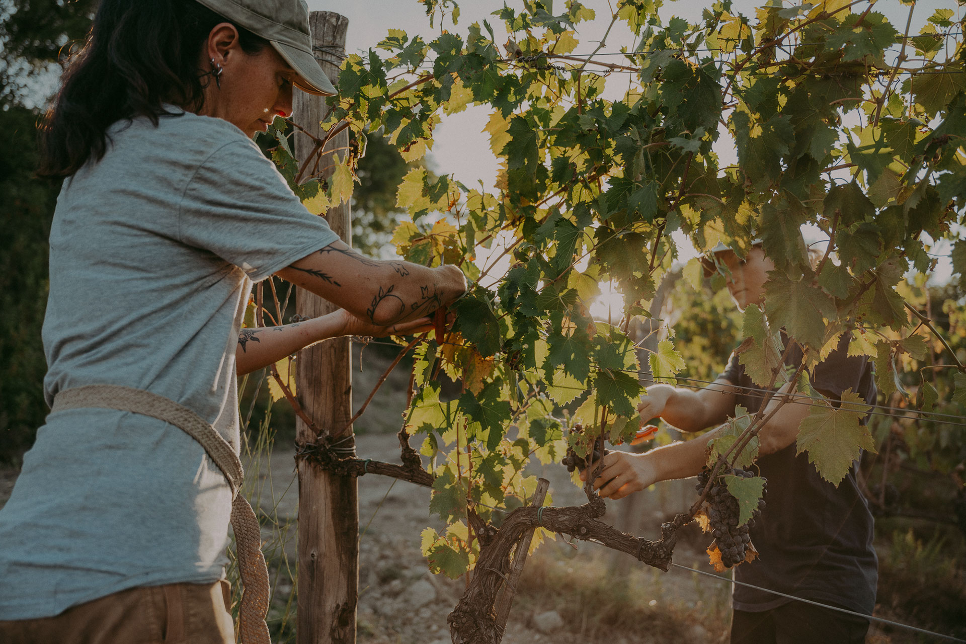 Azienda Agricola Produzione Vino e Olio - Fattoria Bonsalto